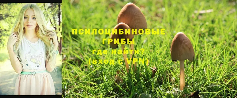 Галлюциногенные грибы Psilocybe  Починок 